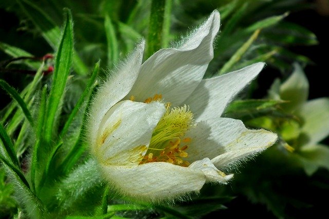 Free download Sasanka White Flower -  free photo or picture to be edited with GIMP online image editor