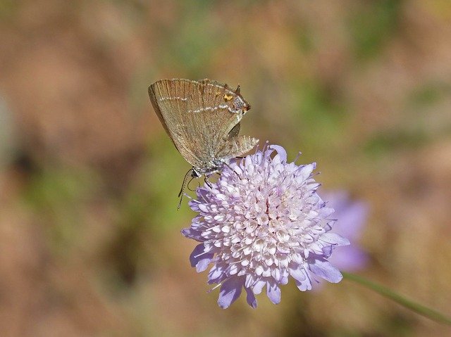 Libreng pag-download ng satyrium esculi wild flower pagsuso ng libreng larawan na ie-edit gamit ang GIMP na libreng online na editor ng imahe