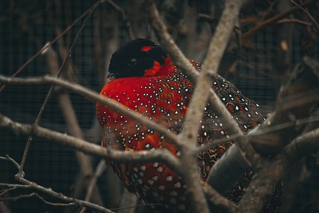 Free download satyr tragopan free picture to be edited with GIMP free online image editor