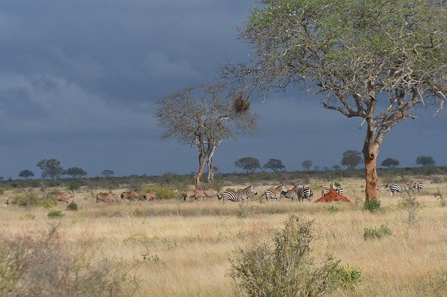 무료 다운로드 Savanna Nature Animals - 무료 사진 또는 GIMP 온라인 이미지 편집기로 편집할 수 있는 사진