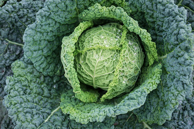 Free download savoy plant vegetables free picture to be edited with GIMP free online image editor