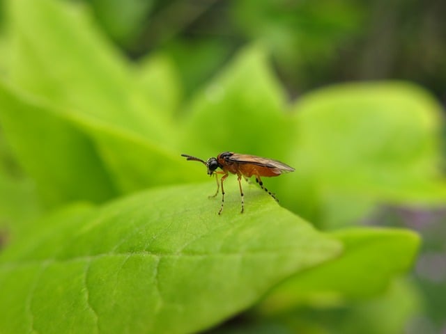 Free download sawfly close up insect nature free picture to be edited with GIMP free online image editor