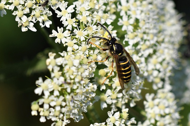 Free download saxon wasp dolichovespula oh macro free picture to be edited with GIMP free online image editor