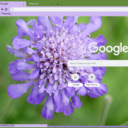 Scabiosa  screen for extension Chrome web store in OffiDocs Chromium