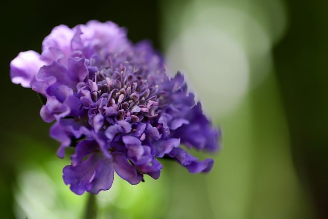 Free download scabiosis scabious scabiosa lucida free picture to be edited with GIMP free online image editor