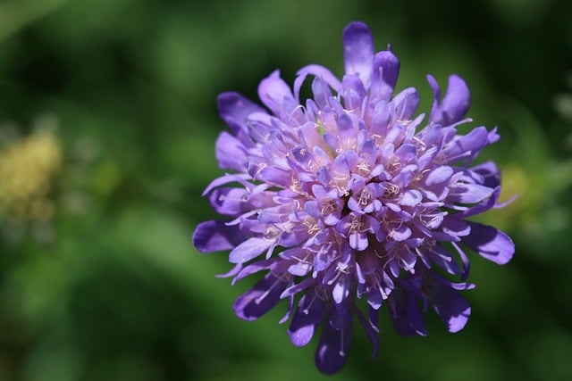 Free download scabiosis wild plant blossom bloom free picture to be edited with GIMP free online image editor