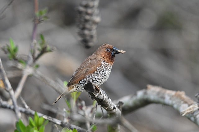 Free download scaly breasted munia bird wildlife free picture to be edited with GIMP free online image editor