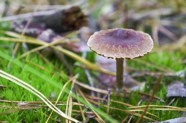 Bezpłatne pobieranie Scaly Mushroom Green - bezpłatne zdjęcie lub obraz do edycji za pomocą internetowego edytora obrazów GIMP