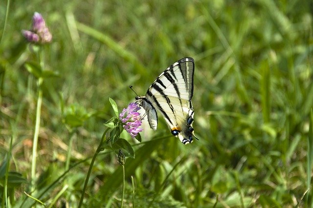 Free picture Scarce Swallowtail -  to be edited by GIMP free image editor by OffiDocs