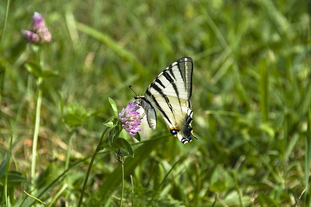 Unduh gratis Scarce Swallowtail - foto atau gambar gratis untuk diedit dengan editor gambar online GIMP