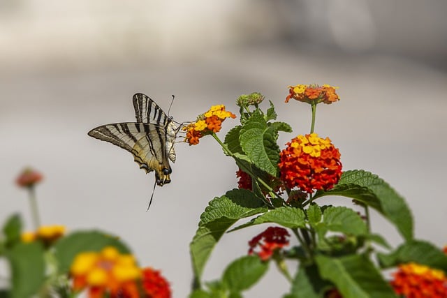 Unduh gratis gambar gratis serangga entomologi swallowtail langka untuk diedit dengan editor gambar online gratis GIMP