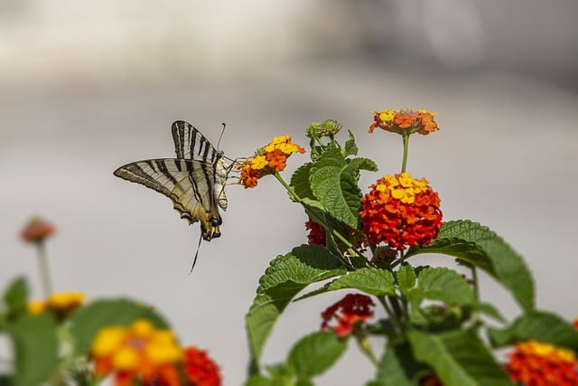 Kostenloser Download seltener Schwalbenschwanz-Entomologie-Insekten, kostenloses Bild zur Bearbeitung mit dem kostenlosen Online-Bildeditor GIMP