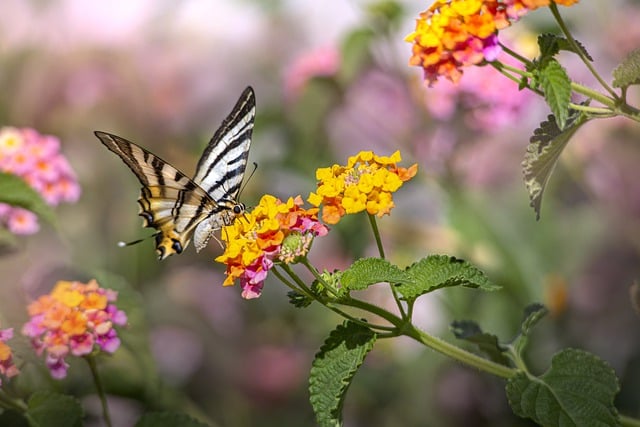 Scarica gratuitamente la scarsa immagine gratuita di entomologia degli insetti a coda di rondine da modificare con l'editor di immagini online gratuito GIMP