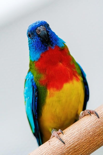 Free download scarlet chested parrot parrot bird free picture to be edited with GIMP free online image editor