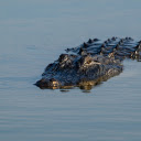 Scary giant crocodile  screen for extension Chrome web store in OffiDocs Chromium