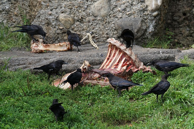Free download scavenger aas ravens crow free picture to be edited with GIMP free online image editor