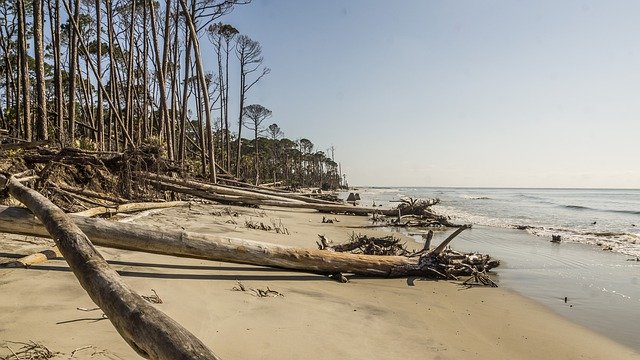 Descarga gratuita Sc Coast Beach Palm Trees - foto o imagen gratuita para editar con el editor de imágenes en línea GIMP