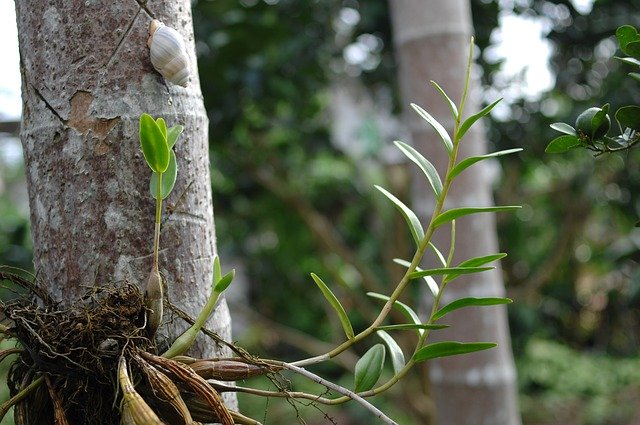 Free download Scenery Green Tree -  free photo or picture to be edited with GIMP online image editor