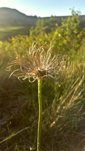 Bezpłatne pobieranie Scenery Wildflower - bezpłatna ilustracja do edycji za pomocą bezpłatnego internetowego edytora obrazów GIMP