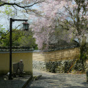 Scenic Cherry Blossom Pathway in Historic Nara  screen for extension Chrome web store in OffiDocs Chromium