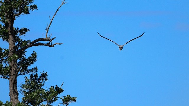 Free download Scenic Heron Bird -  free photo or picture to be edited with GIMP online image editor