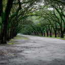 Scenic oak tree avenue in Savannah, Georgia  screen for extension Chrome web store in OffiDocs Chromium
