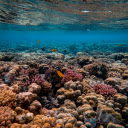 Scenic Photo of Coral Reef  screen for extension Chrome web store in OffiDocs Chromium