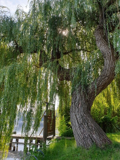 Free download Schaalsee Pasture Weeping Willow -  free photo or picture to be edited with GIMP online image editor