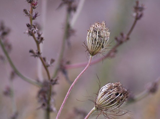 Free download Schermbloemen Flora Nature -  free photo or picture to be edited with GIMP online image editor