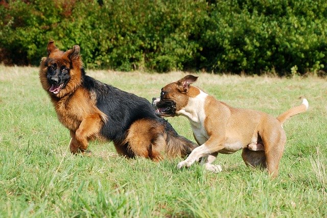 Скачать бесплатно Schäfer Dog Animal - бесплатное фото или изображение для редактирования с помощью онлайн-редактора изображений GIMP