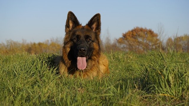 Bezpłatne pobieranie Schäfer Dog Owczarek niemiecki Stary darmowy szablon zdjęć do edycji za pomocą internetowego edytora obrazów GIMP