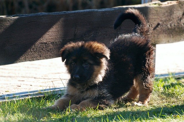 Free picture Schäfer Dog Puppy -  to be edited by GIMP free image editor by OffiDocs