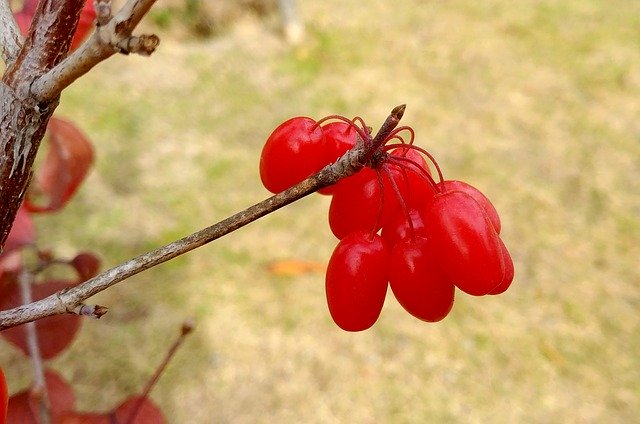 Gratis download Schisandra Cornus Fruit - gratis foto of afbeelding om te bewerken met GIMP online afbeeldingseditor