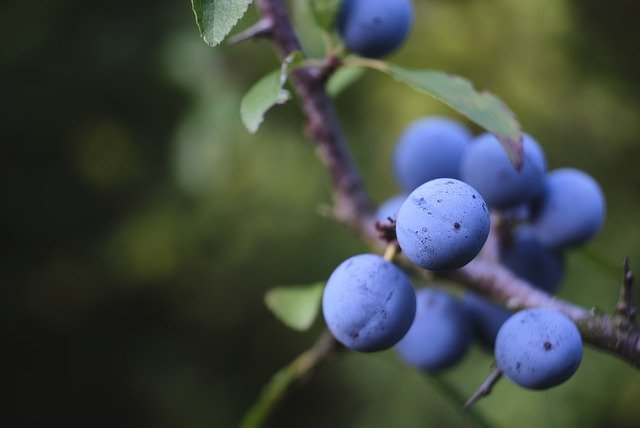 Ücretsiz indir Schlehe Blackthorn Heckendorn - GIMP çevrimiçi resim düzenleyici ile düzenlenecek ücretsiz fotoğraf veya resim