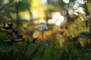 Free download Schluchter Heide - Macro Photography free photo or picture to be edited with GIMP online image editor