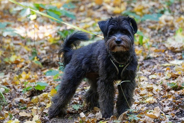 Free download schnauzer dog pet animal domestic free picture to be edited with GIMP free online image editor