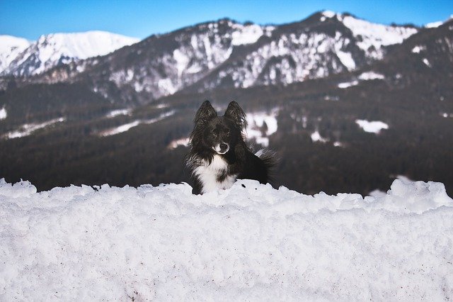 Free download Schneealpe Styria Dog -  free photo or picture to be edited with GIMP online image editor