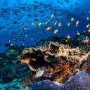 School of Fish in Water  screen for extension Chrome web store in OffiDocs Chromium