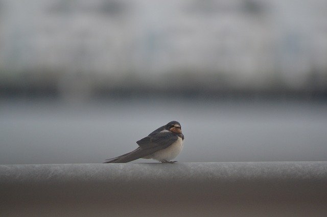 Бесплатно скачайте бесплатный шаблон фотографии Schwalbe Birds Nature Animal для редактирования с помощью онлайн-редактора изображений GIMP