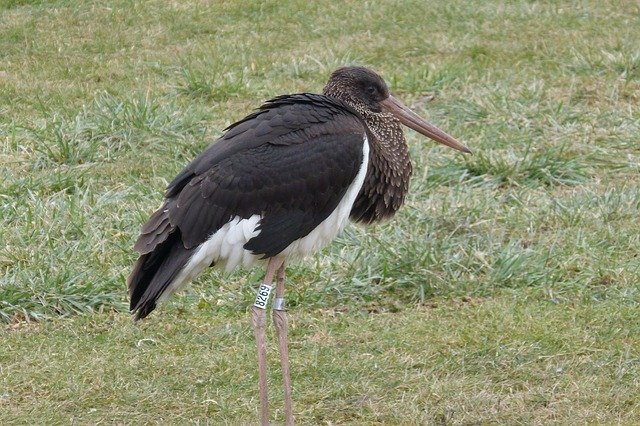 Descarga gratuita Schwarzstorch Black Stork: foto o imagen gratuita para editar con el editor de imágenes en línea GIMP