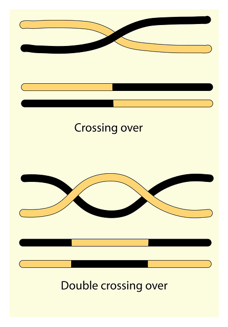 Free download Science Crossover Gene - Free vector graphic on Pixabay free illustration to be edited with GIMP free online image editor