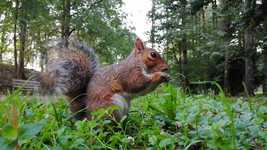 Free download Scoiattolo Parco Castello Squirrel -  free video to be edited with OpenShot online video editor