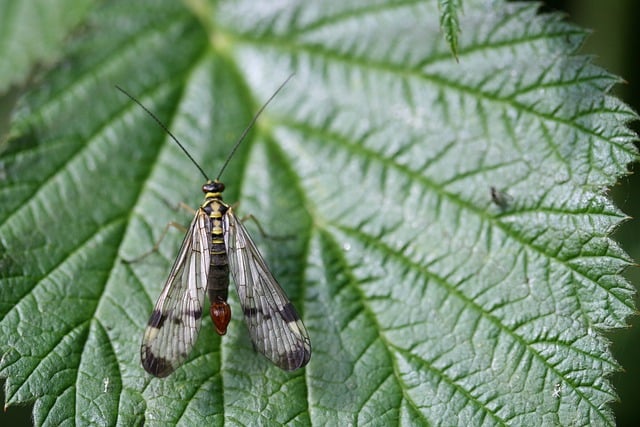 Free download scorpion fly fly insect leaf male free picture to be edited with GIMP free online image editor