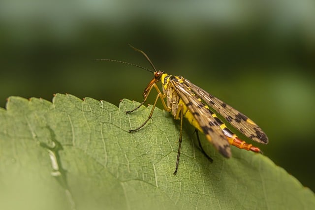 Free download scorpionfly insect entomology free picture to be edited with GIMP free online image editor