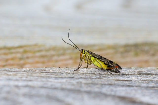 Free graphic scorpion fly panorpa communis insect to be edited by GIMP free image editor by OffiDocs