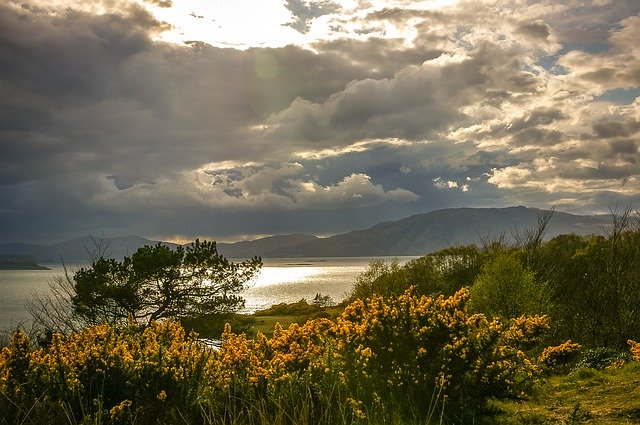 Template Photo Scotland Gorse Blossom -  for OffiDocs