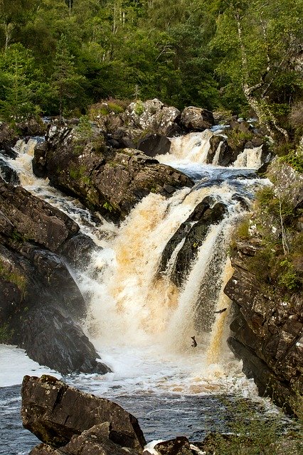 Free download Scotland Salmon Rogie Falls -  free photo or picture to be edited with GIMP online image editor
