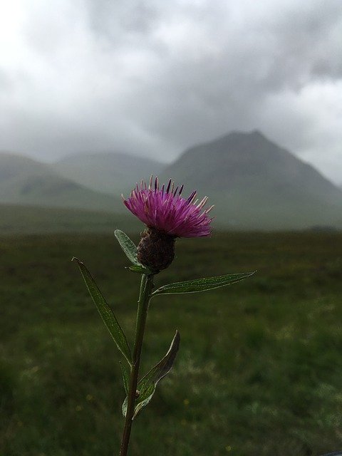 Bezpłatne pobieranie Scotland Thistle Scottish - bezpłatne zdjęcie lub obraz do edycji za pomocą internetowego edytora obrazów GIMP