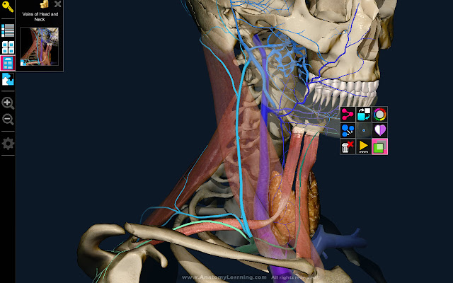 3D Anatomy Learning  from Chrome web store to be run with OffiDocs Chromium online