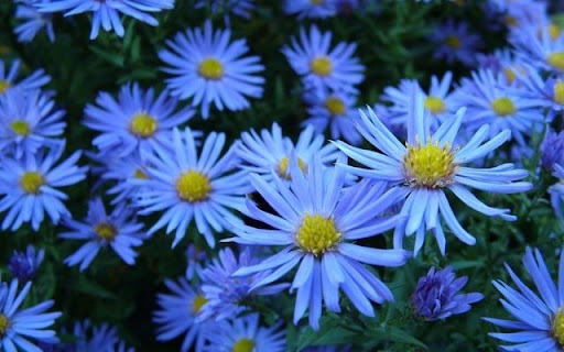 A Azure Bloom of Aster  from Chrome web store to be run with OffiDocs Chromium online